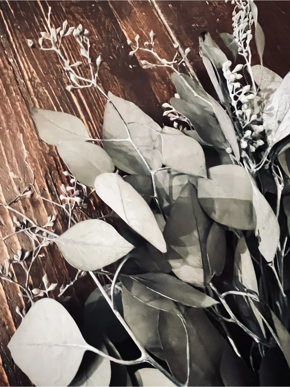 Bundle of Preserved/dried Eucalyptus